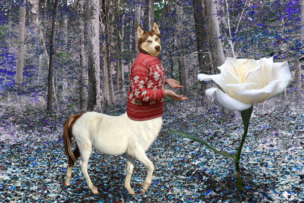 Rose is a Rose Is a Rose and More Rose Rose is a Rose Is a Rose and More Rose