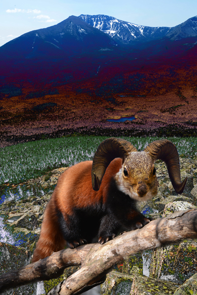 A Mountain Squirrel