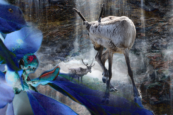 When Rudolf met Sven