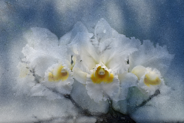 White Orchids on Ice White Orchids on Ice