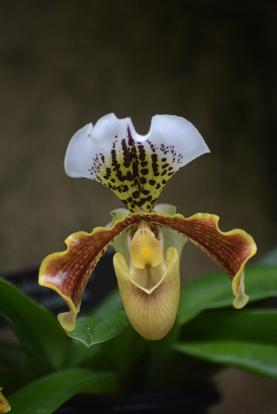 Splendid Slipper Orchid Splendid Slipper Orchid