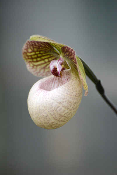 Orchid Orchid
