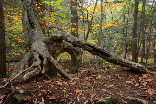 Ricketts Glen State Park, Pennsylvania Ricketts Glen State Park, Pennsylvania